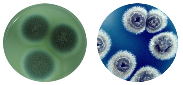 左：青黴素 右：鏈黴素