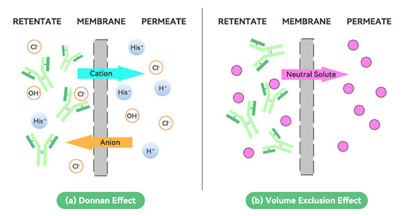 道南效應原理圖 道南效應原理圖