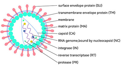 慢病毒載體結構圖解 慢病毒載體結構圖解